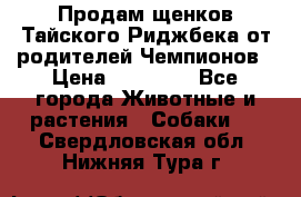 Продам щенков Тайского Риджбека от родителей Чемпионов › Цена ­ 30 000 - Все города Животные и растения » Собаки   . Свердловская обл.,Нижняя Тура г.